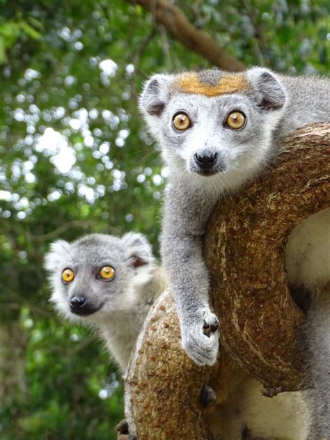 The Entrancing Island Of Madagascar Lets Go Safari