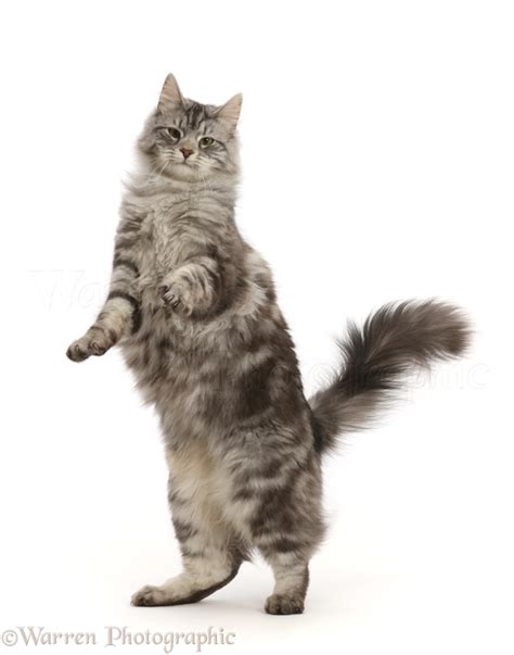 Silver Tabby Cat Jumping Up Photo Wp46056