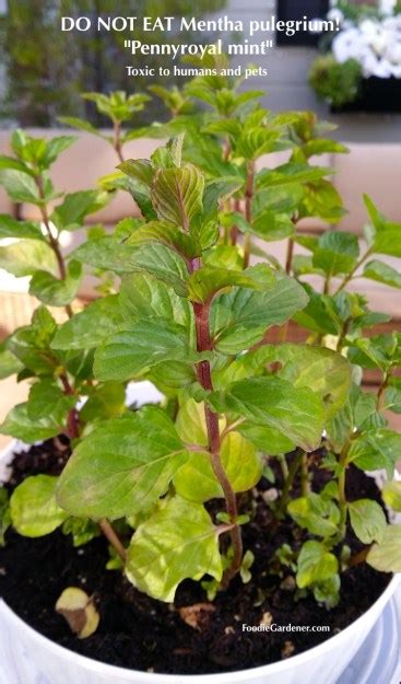 Grow Mint Indoors Spearmint And Peppermint The Foodie