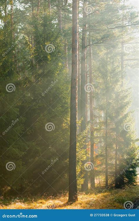 Autumn Pine Forest Stock Photo Image Of Sunlight Landscape 27733538