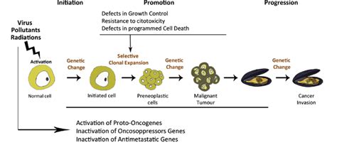 The Three Phases Of Carcinogenesis Initiation Promotion Progression