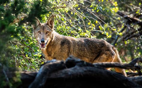 Near Extinct Red Wolves Could Make A Comeback Thanks To A Texas