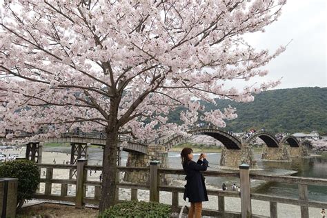 Cherry Blossoms At The 300 Year Old Kintai Bridge In Iwakuni Topmiles