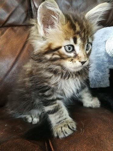 They enjoy being playful and interacting with the whole family but they also enjoy showing affection and cuddling up with the ones they love. Amazing and lovely maine coon kittens for lovey homes FOR ...
