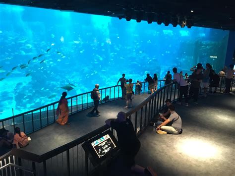 Tank Goals Sea Aquarium Singapore Aquariums