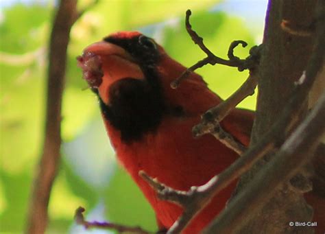 Arizona Cardinal Fans Bird Call