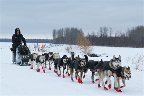 Musher Mutiny Dog Doping Scandals Mire The Super Bowl Of Sled Dog