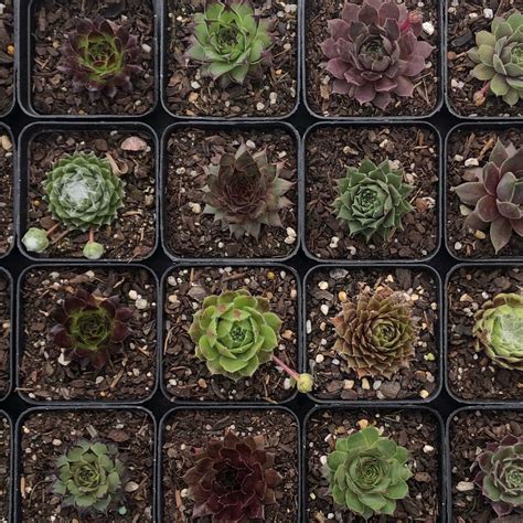 A Sempervivum Collection Set Succulents Australia