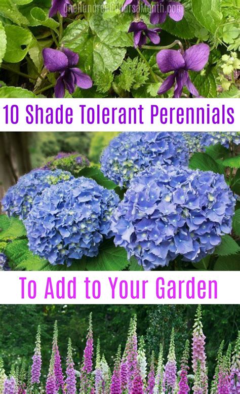 10 Shade Tolerant Perennials One Hundred Dollars A Month