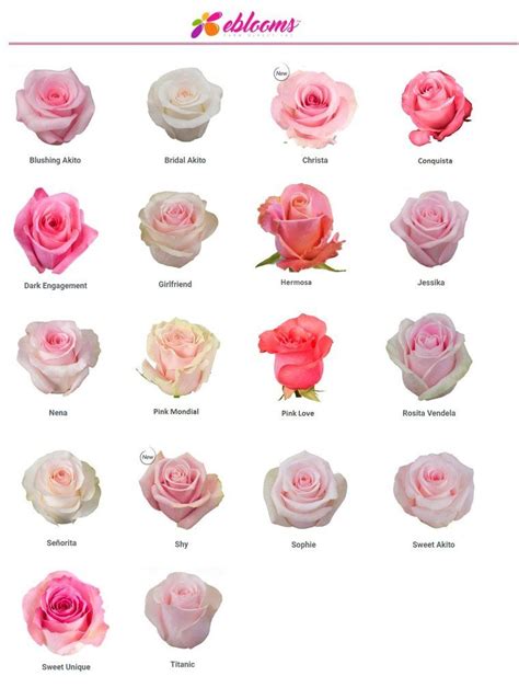 Nena Rose Variety Pink Ebloomsdirect Rose Varieties Types Of Roses