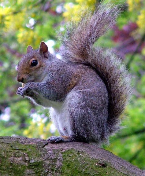 The Ultimate Ethical Meal Grey Squirrel Wesleying