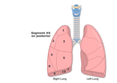Bronchopulmonary Segments Of The Lungs Lung Segments Tertiary