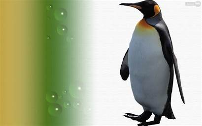 Penguin Penguins Wallpapers Backgrounds Computer Desktop Background