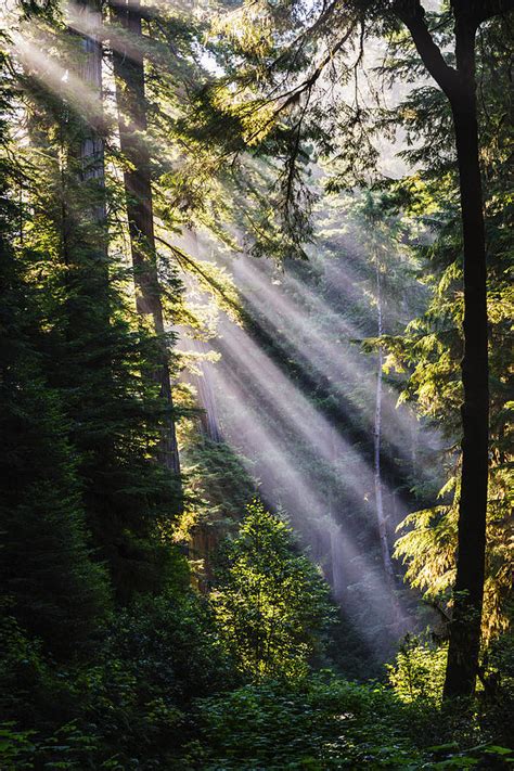 Crepuscular Rays Through The Trees At Redwood National Park Photograph