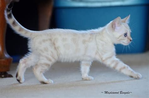 A Beautiful White Bengal Kitten White Bengal Cat Bengal Cat Bengal