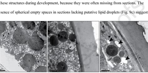 Yolk Platelets And Lipid Droplets In B Poppei At The A Ed And B Id Download Scientific