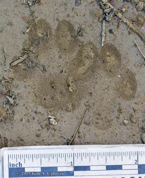 Gray Fox Animal Tracks And Signs By Beartracker Wildlife Tracking