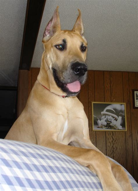 Hi animal lovers, i see you are looking for 77+ great dane scooby doo breed. Great Dane Dog Breed Information, Puppies & Pictures