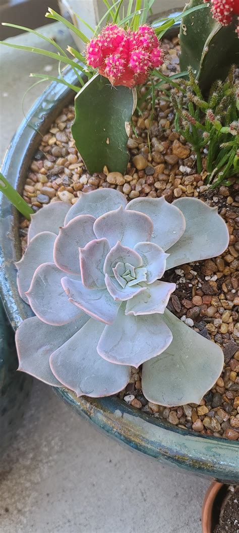 Echeveria ‘captain Hay Care Guide With Pictures Succulents Network