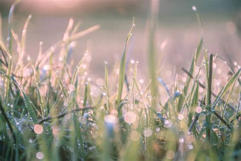 26500 Sunrise With Morning Dew Stock Photos Pictures And Royalty Free