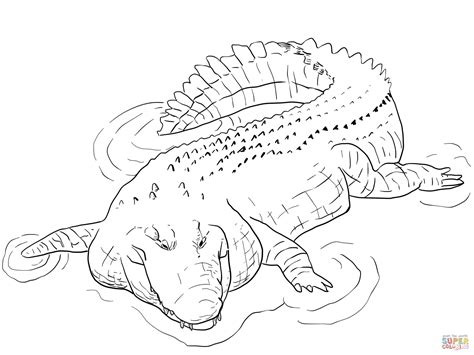 Desenho De Crocodilo De água Salgada Para Colorir Desenhos Para