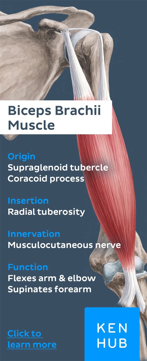 Biceps Brachii Muscle Biceps Brachii Muscle Muscle Anatomy Muscle