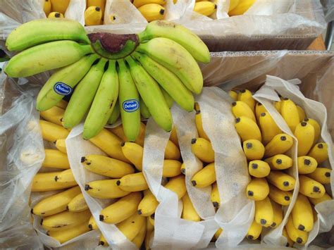 The Future Of Bananas A Moment Of Science Indiana Public Media