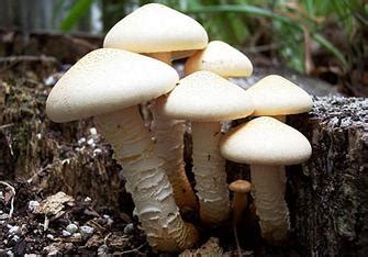 Decomposers use the carbon dioxide in the bodies of dead organisms for food or fuel. Decomposer - Flow of Energy in Ecosystem