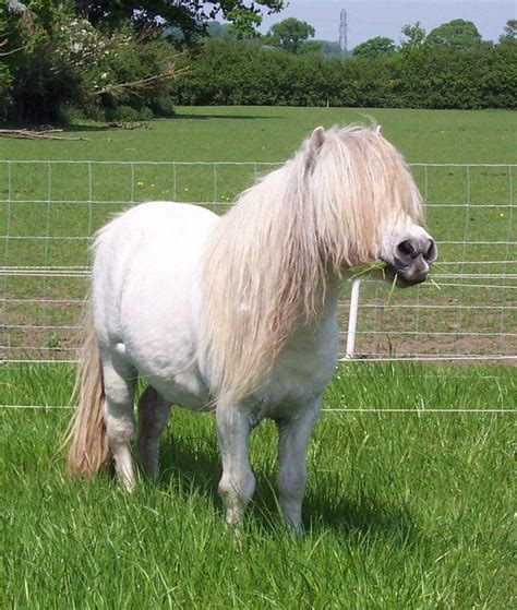 Shetland Stallion Pferde Pony Bilder Bilder