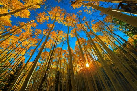 United States Colorado Aspen Resort Autumn Forest Tree