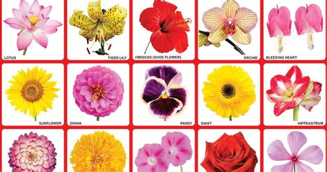 10 x15 inches poster chart flowers chart educational chart for children s fashion home garden homedcor postersprint. Spectrum Educational Charts: Chart 310 - Flowers 3
