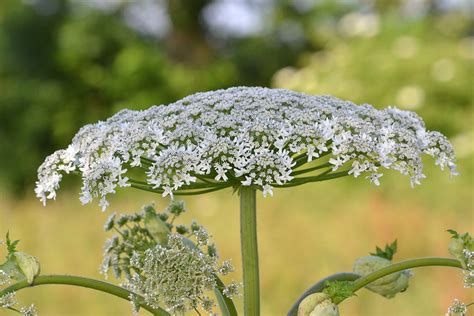 The ‘giant Hogweed Plant That Can Leave You Blind Has Now Been Spotted