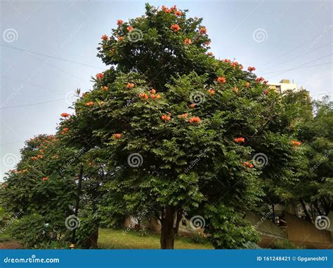 Big Tree With A Red Colour Flower Stock Image Image Of Happy Flower