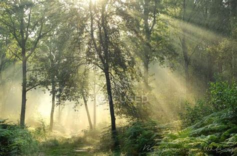 Sunbeams Streaming Through The Trees In A Woodland Warwickshire