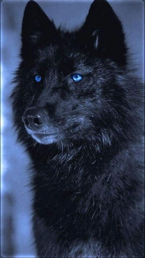 Pin De Blue Moon Em Lobos Olhos De Cachorro Lobos Negros Raça De
