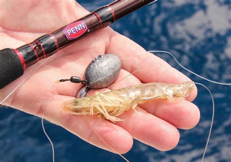 For me, no other bait has proven to have a better combination. How to Catch Shrimp: Top Tips for Successful Shrimping