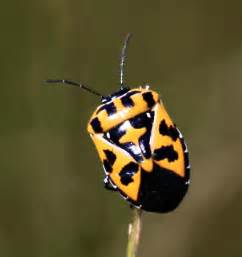 Maycintadamayantixibb Yellow And Black Beetle Bug