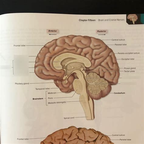 Human Brain Cut Diagram Quizlet