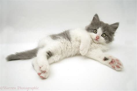 Grey And White Kitten Lying Down Photo Wp27821