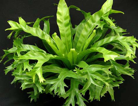 Asplenium Crissie Is A Beautiful New Birds Nest Fern With A Bowl Or