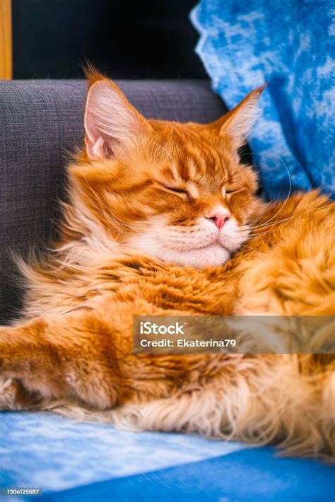Ginger Maine Coon Cat Sleeping On The Couch Indoors Stock Photo