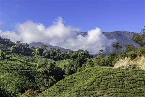 Lush Green Tea Plantation Landscape In Munnar Kerala Stock Image