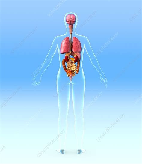 Learn about female internal organs with free interactive flashcards. Female internal organs, artwork - Stock Image - C001/4718 - Science Photo Library