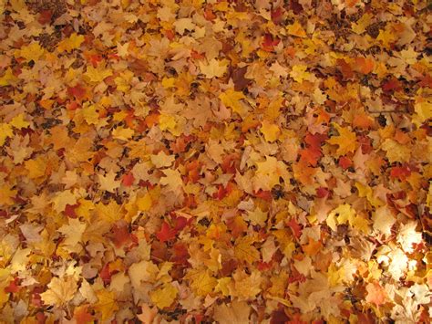 Maple Tree Leaves Texture