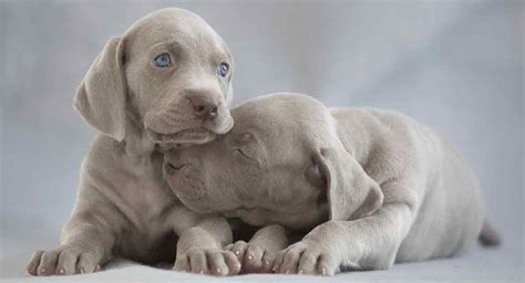 What Colors Are Weimaraners