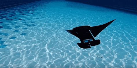 This Robotic Manta Ray May Speed Underwater Search And Rescue