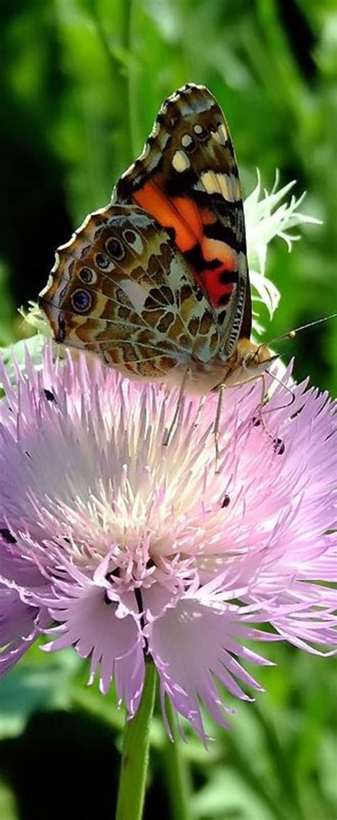 50 Beautiful Pictures Of Flowers And Butterflies