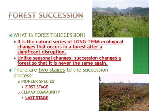 Ppt Unit 3 Forestry Powerpoint Presentation Free Download Id2238156