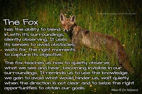 Visit The Post For More Spirit Animal Fox Animal Spirit Guides Fox