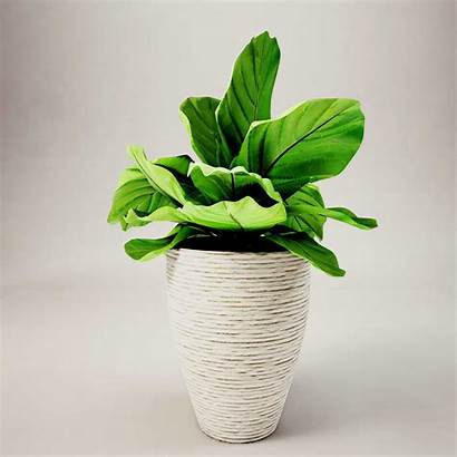 Potted Plants Plant Real3d